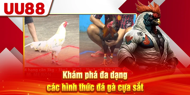 Khám phá đa dạng các hình thức đá gà cựa sắt
