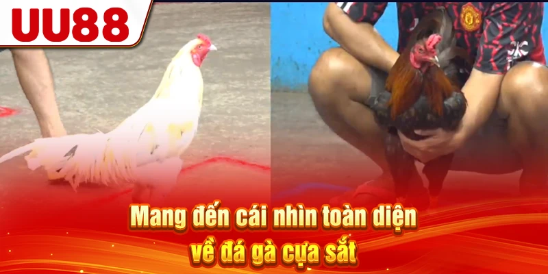 Mang đến cái nhìn toàn diện về đá gà cựa sắt